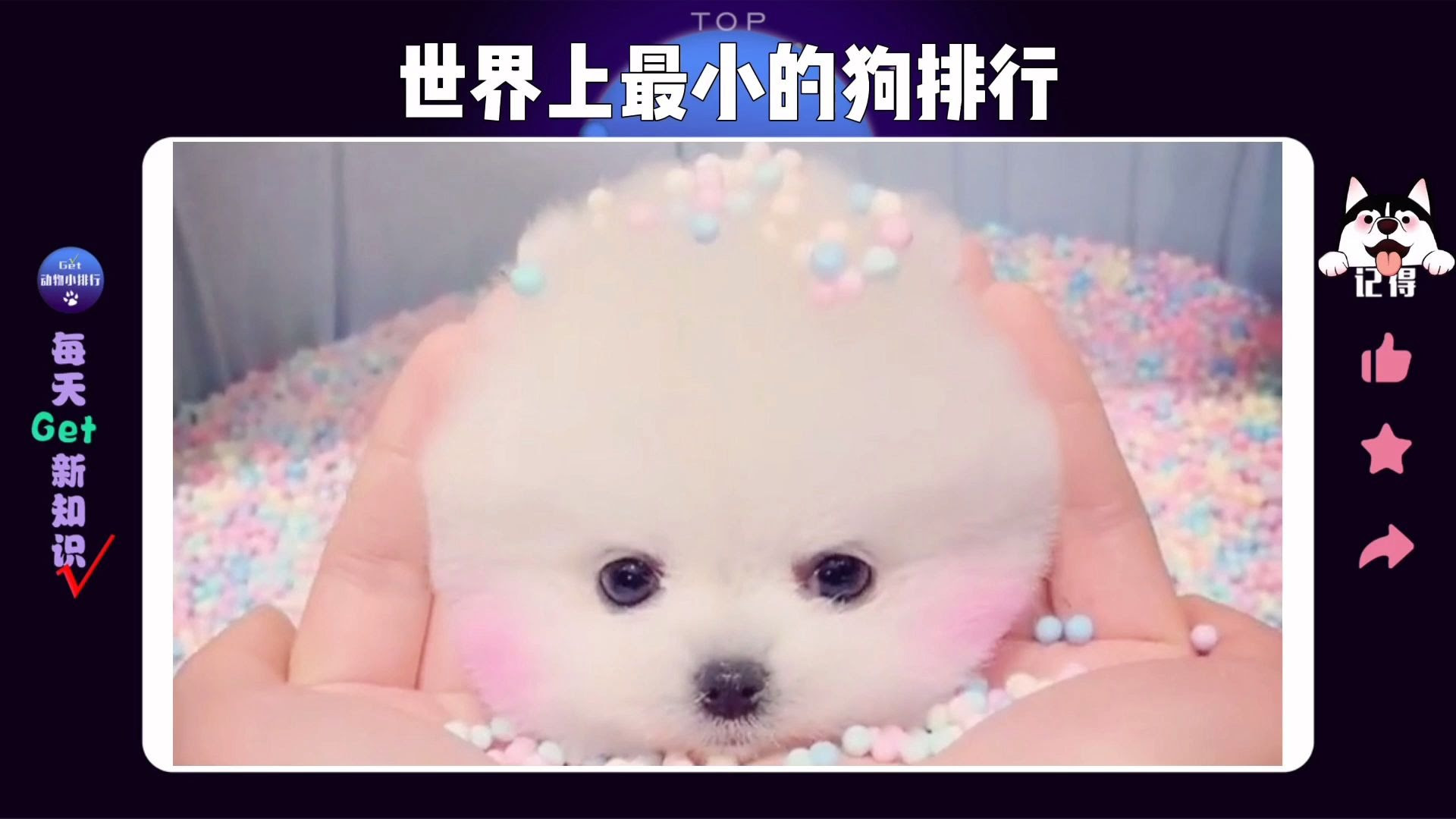 Top3 世界上最小的狗排行第1名是一个悲伤的故事 哔哩哔哩 つロ干杯 Bilibili