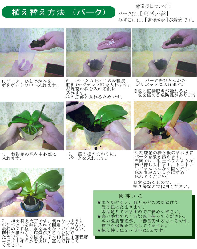 胡蝶蘭の愛華園芸 胡蝶蘭を植え替えましょう プレサブ バーク