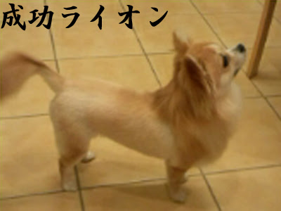 ライオンカットのむつかしさ アコハウスブログ どうぶつ村からこんにちは