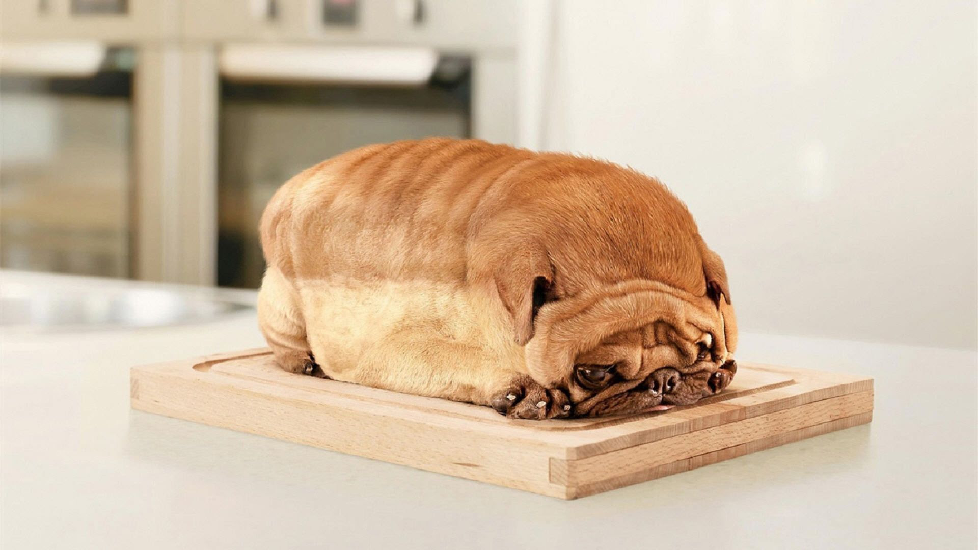 This pug, who is bread. : photoshopbattles