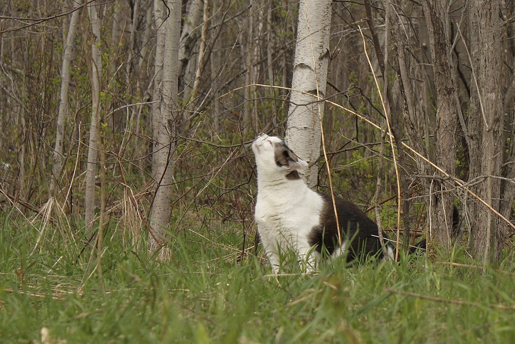 Buddy (20)