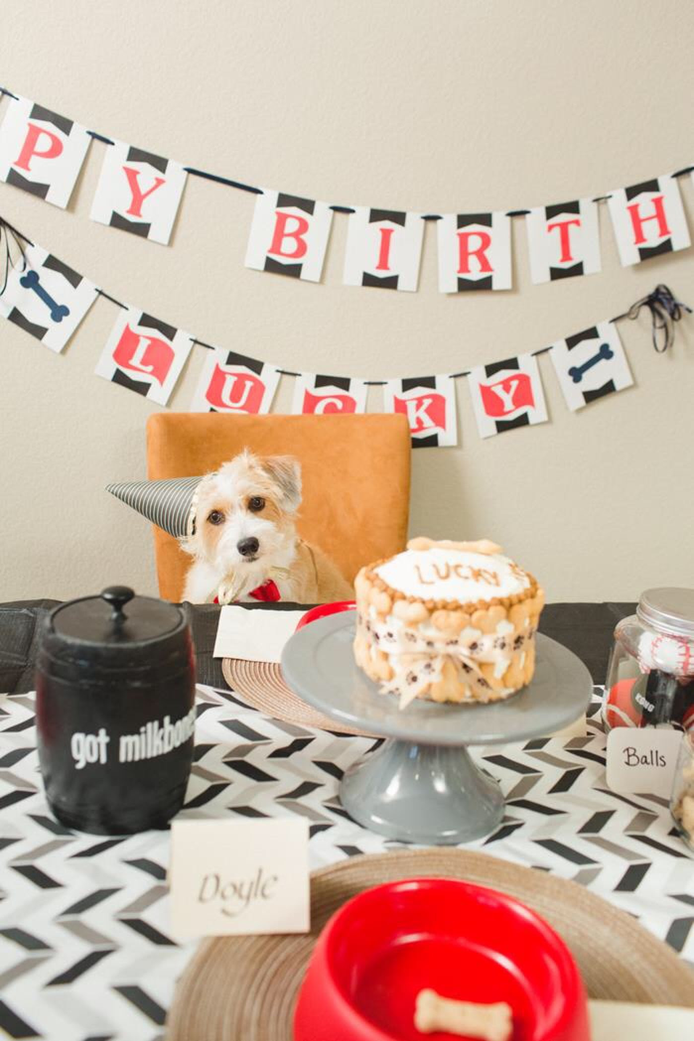 5 Dog Birthday Parties Better Than Yours Healthy Paws 5 Dog Birthday Parties Better Than Yours Healthy Paws