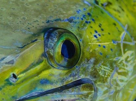 シーバス釣行記 釣れ そして泣け 伊豆半島磯 シイラ多数