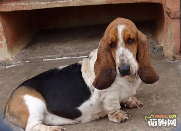 它是猎犬里的小短腿 耳朵又大又长都快拖到地了 小萌宠之家 萌狗网