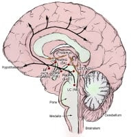 The ascending arousal system. Adapted from Saper ...