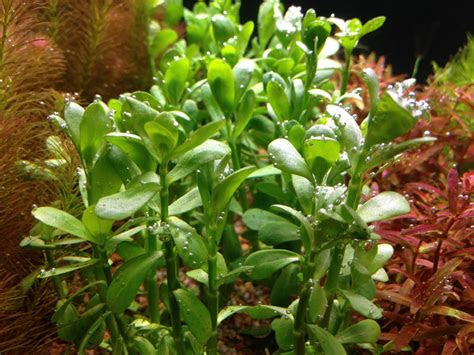 Beginner aquarium plants at fantastic prices. 4 Moneywort Bunches - Aquarium Live Plant - 7-9 stems