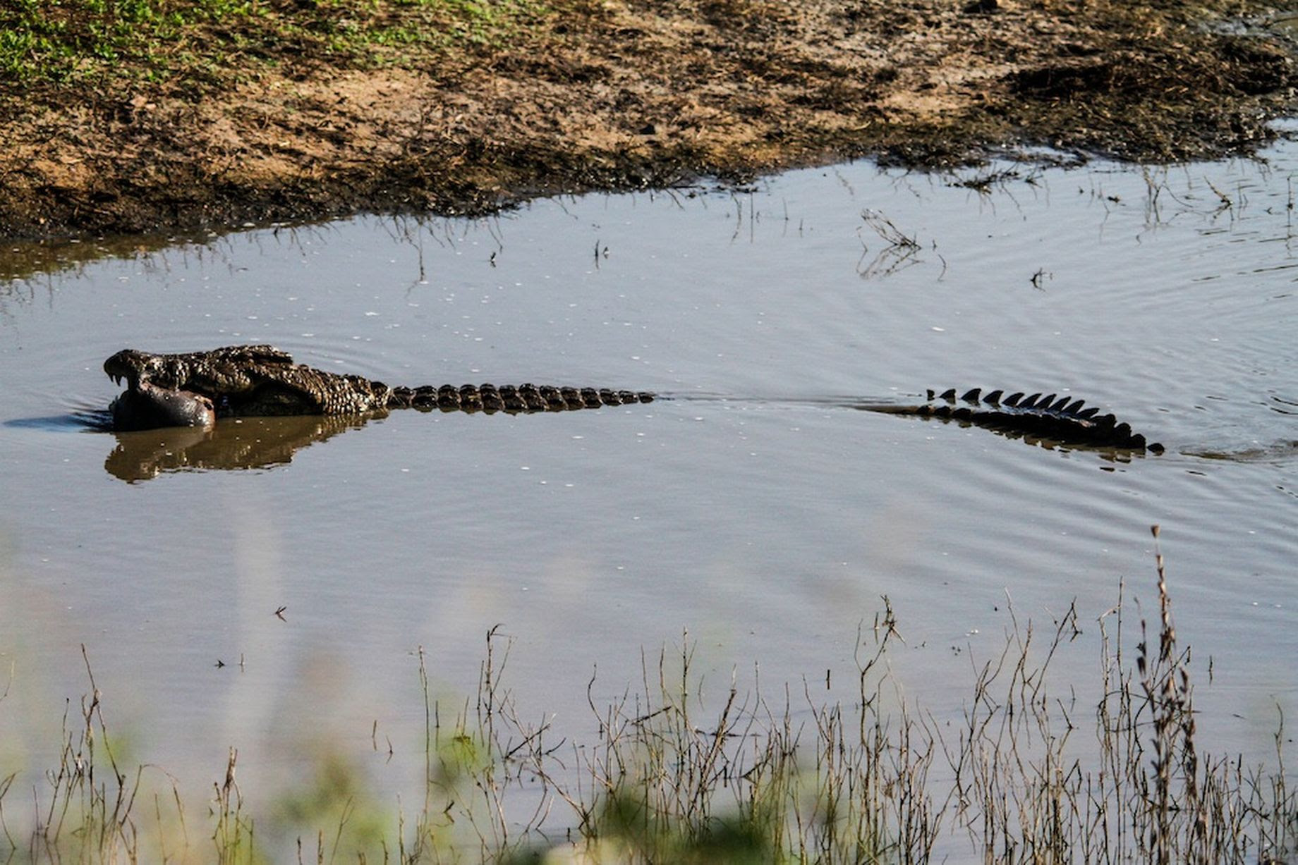 An enormous crocodile dives with a young hippo calf carcass into the water near Lower Sabie in Kruger National Park, South Africa.
