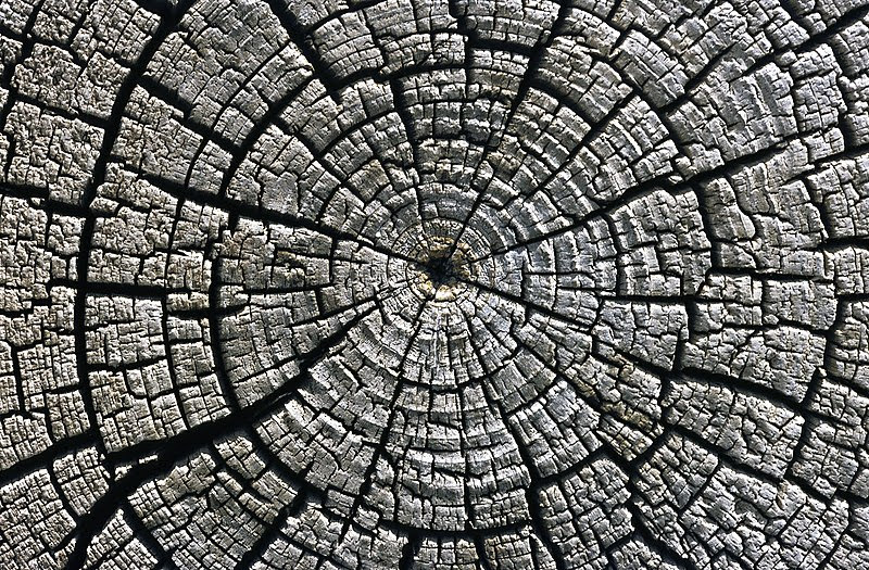 File:Weathered growth rings at Aztec Ruins National Monument.jpg