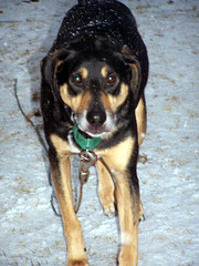 Teutul_snow_31208