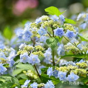 アジサイ ホシハナビ 紫陽花 星花火 Hydrangea Hoshihanabi 300品種のあじさいを図鑑形式で紹介する花の手帖のデジタル写真集 紫陽花図鑑