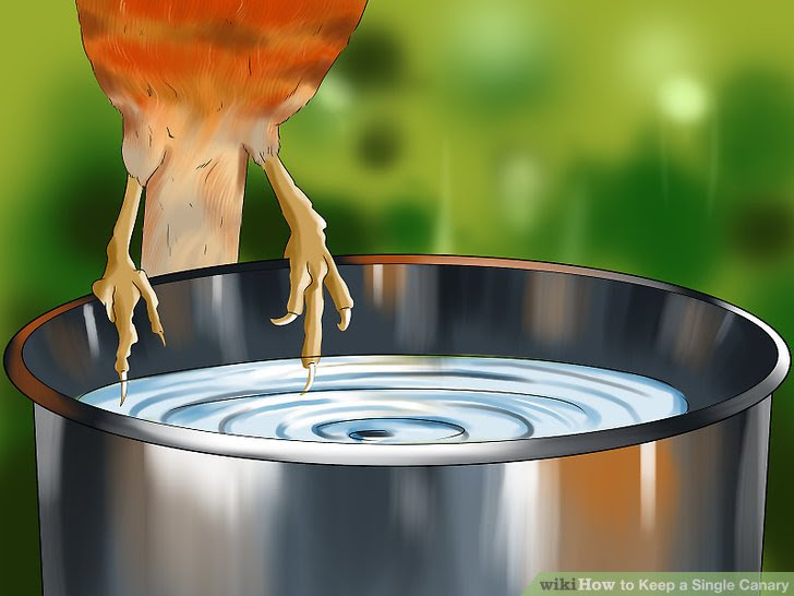 Keep a Single Canary Step 7.jpg