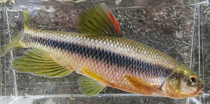 日本淡水魚 カワムツ
