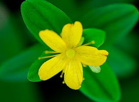 弟切草の花言葉 弟切草の花言葉と名前の由来