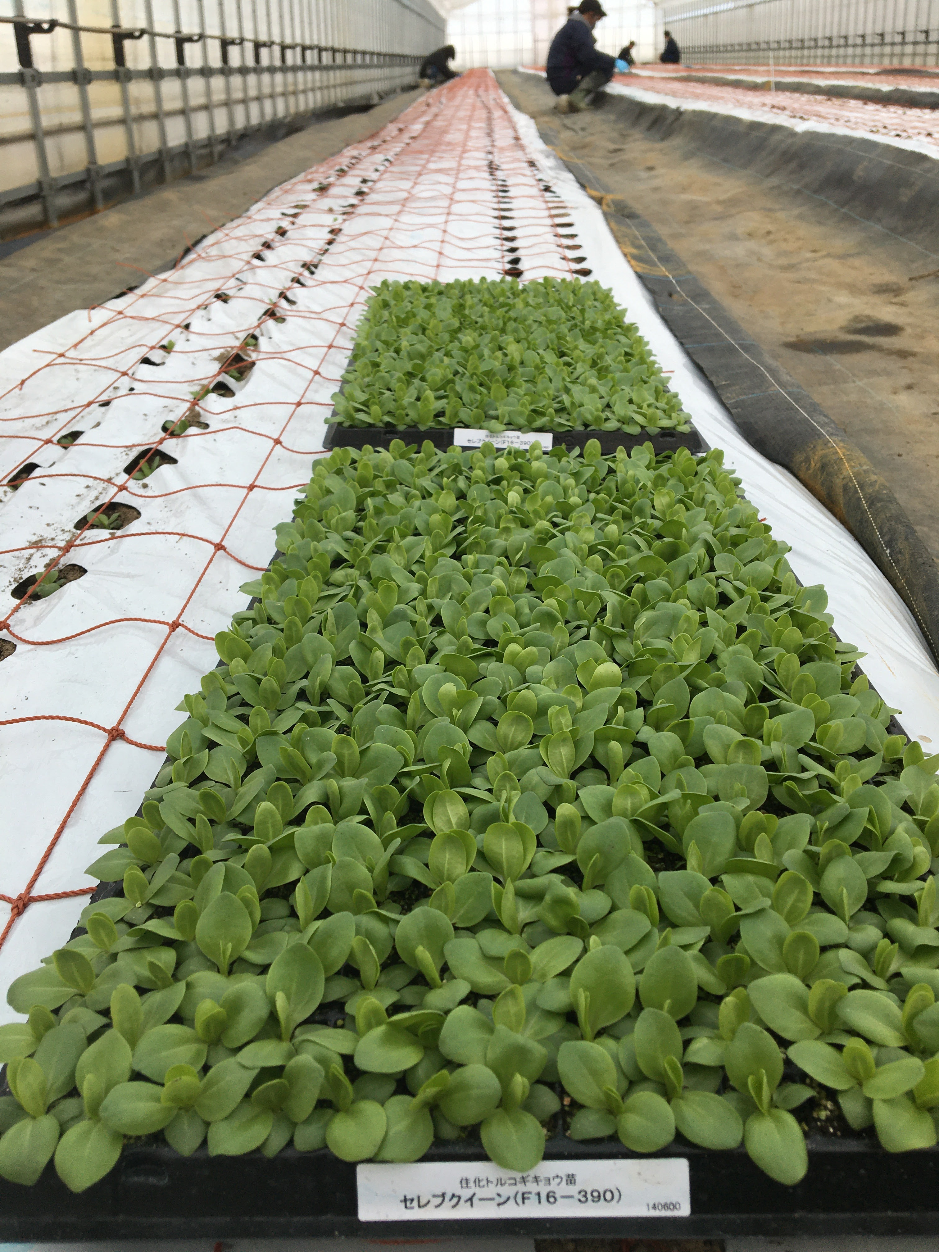 ｊａうご公式ブログ なえんもねんしども トルコキキョウの定植スタートぉ