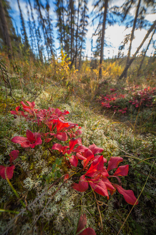4 Tips to Help You Take Better Autumn Photos