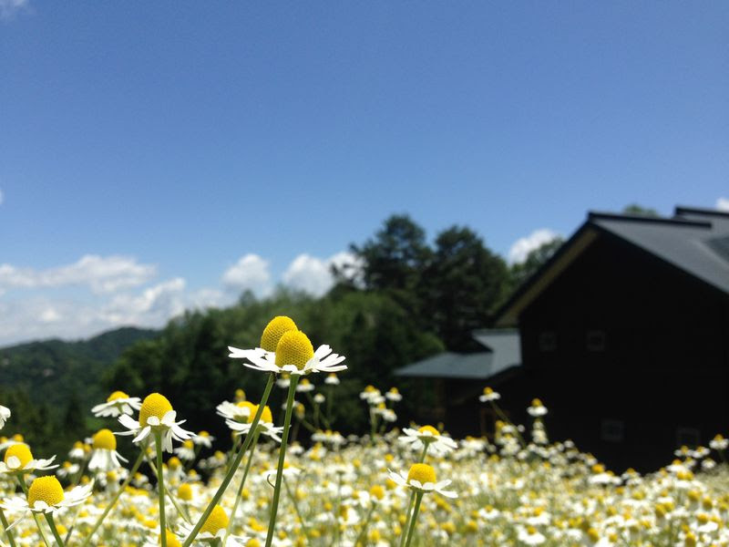 お花畑に泊まろう 安曇野 カミツレの宿 八寿恵荘 は10万本のカミツレの花が咲く 長野県 トラベルjp 旅行ガイド