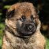 Silver Silver Sable Black Colors German Shepherd Puppies / Cute Silver Sable German Shepherd Puppies For Sale Near Me ... - Silver grey male silver grey sable male.