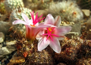 Fishhook cactus