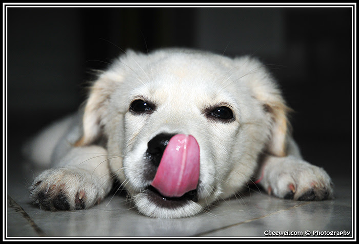 My Puppy