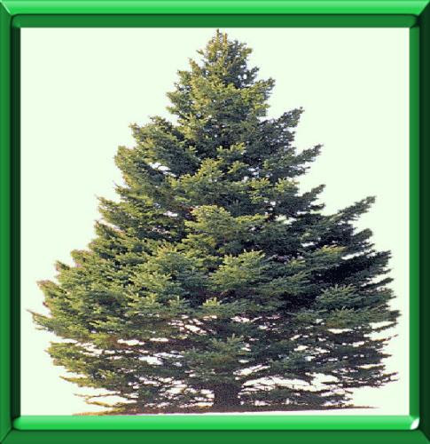  SAPIN  ou EPICEA DE  NOEL CHOISIR INSTALLER DECORER