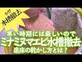 25 ++ ミナミヌマエビ 水換え後 116532