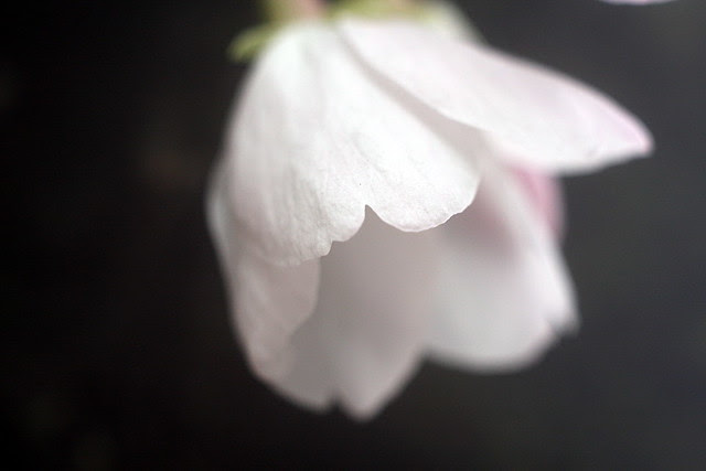 cherry blossoms, justice center