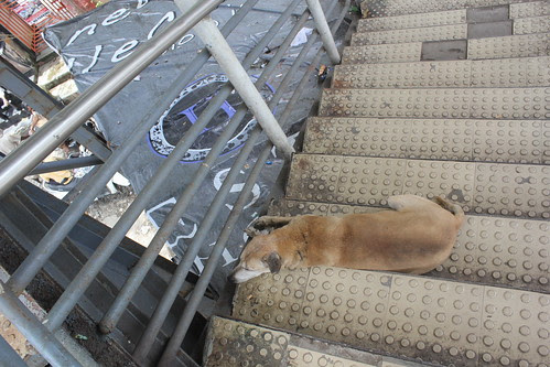 The Bandra Skywalk Has Gone To The Dogs by firoze shakir photographerno1