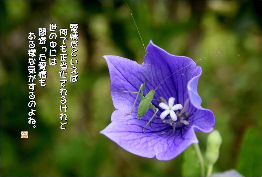 No 169 桔梗 花言葉 やさしい愛情 誠実 なおかつ フォトエッセイ