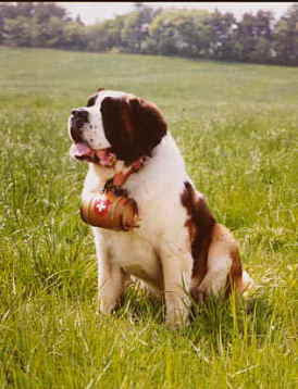 ベーからの手紙 No ７１ ｎｏｖ 14 02 元気ですか 日曜日 千葉県の利根川が見える公園へ行ってきました セント バーナードだけが出場するドッグショー ショーへの申しこみは１１３頭 その他に みんなに会いに遊びに来た仲間達もいます