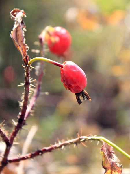 alberta wild rose prickly rose  sale treetimeca