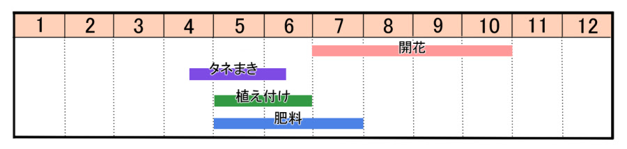 ケイトウの育て方 ヤサシイエンゲイ
