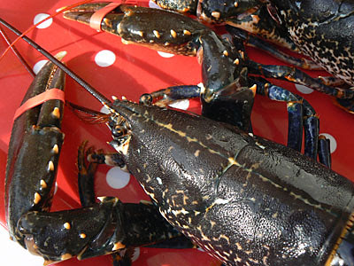 homard gros plan.jpg