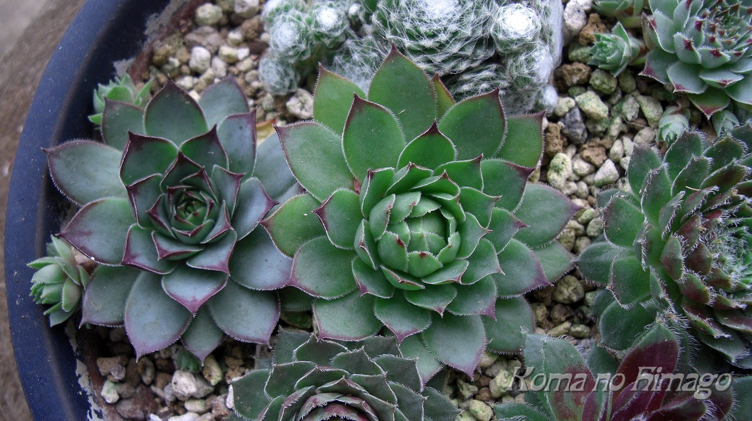 うちの多肉 センペルビウム属 植え替えその後 年 こま吉っちゃんのひ孫