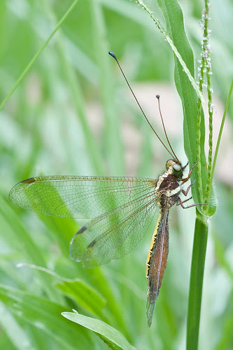 owlfly IMG_7137 copy