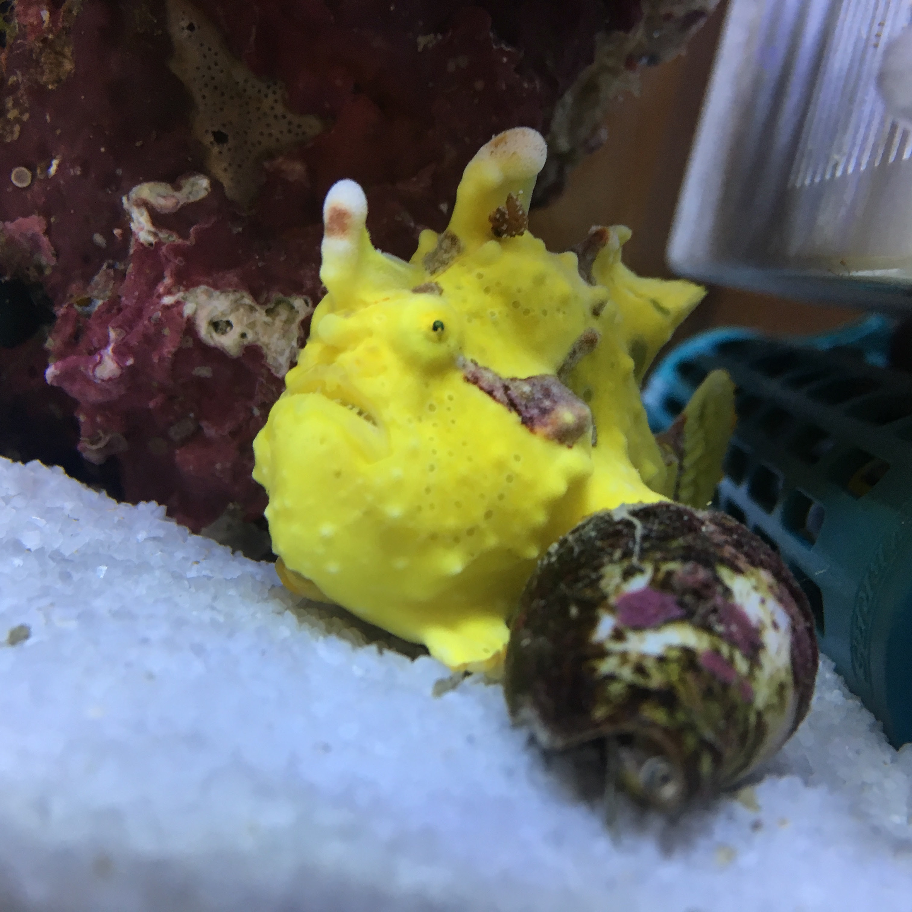 念願のカエルアンコウがやってきた Aqua Friends