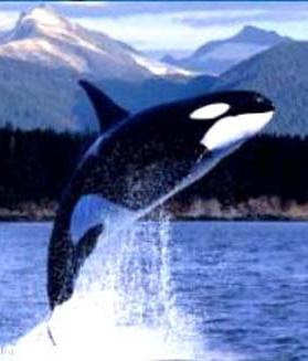 orca