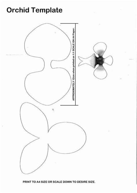  orchid template flower free templates pinterest orchids and templates