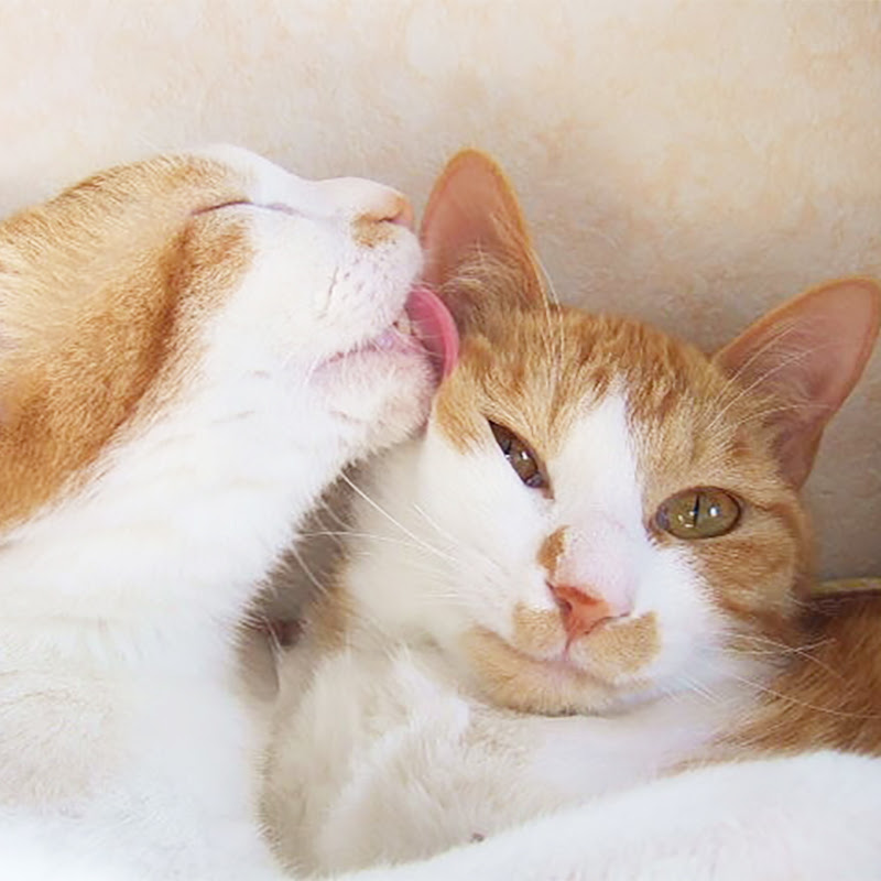 猫が手や顔をなめてくる理由7つ 他の猫をなめるのは愛情表現