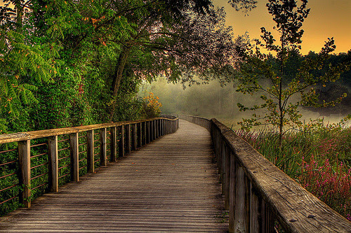 bridge #nature #beautiful nature