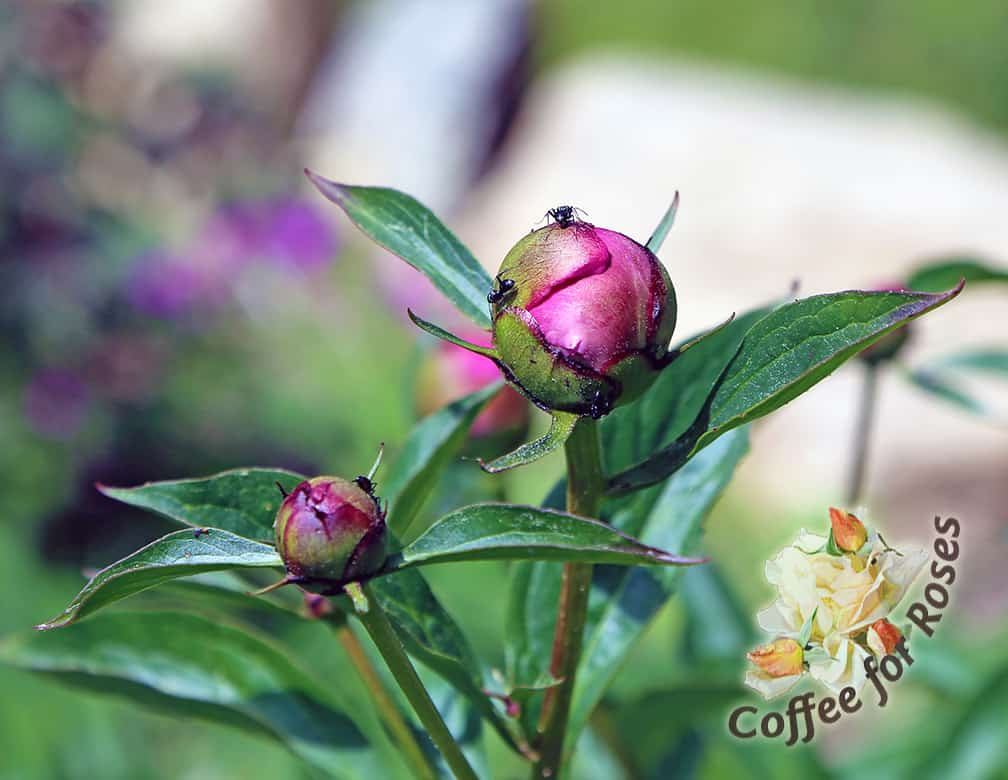 Ants Help Peony Buds To Open Coffee For Roses