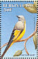 Long-tailed Minivet Pericrocotus ethologus
