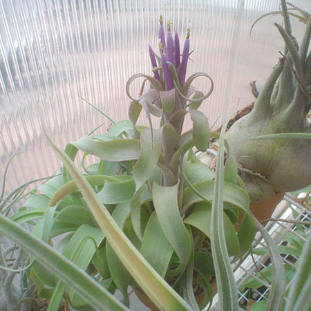 ぷらんたろう T ストレプトフィラxキセログラフィカ開花