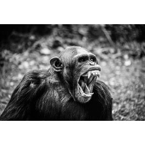 チンパンジー Gahag 著作権フリー写真 イラスト素材集