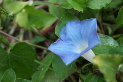 朝顔の種は食べると毒 下痢などの症状がでる量は何粒 食中毒の対処法も 菜乃 Sライブラリー