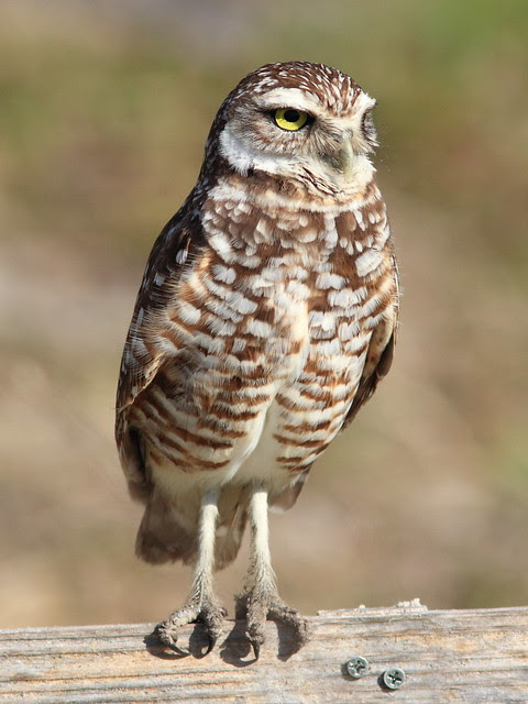 Burrowing Owl 2-20130311