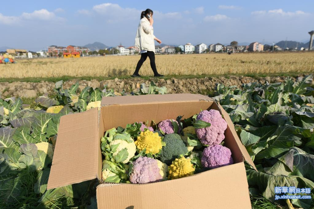 色とりどりのブロッコリーが村の経済を 彩る 浙江省