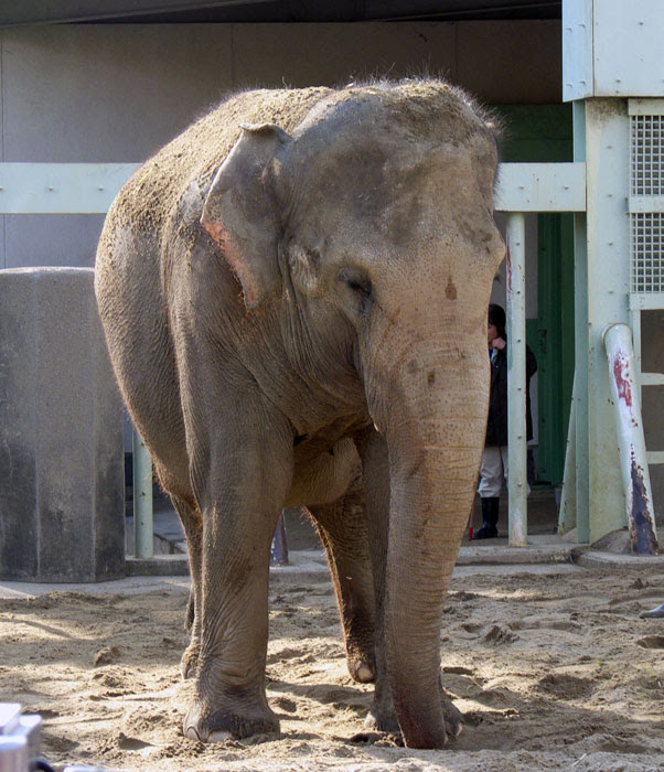 動物園の像 ゾウ の写真素材フリー 高画質
