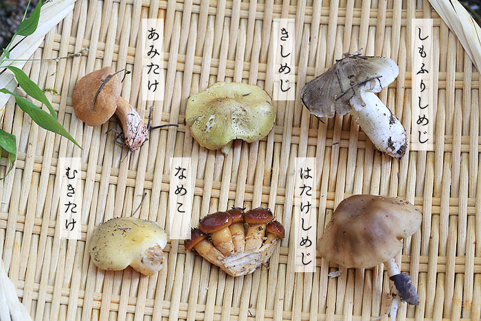 うまさぎっしり新潟 秋の味覚 きのこ ノドグロ 海の幸