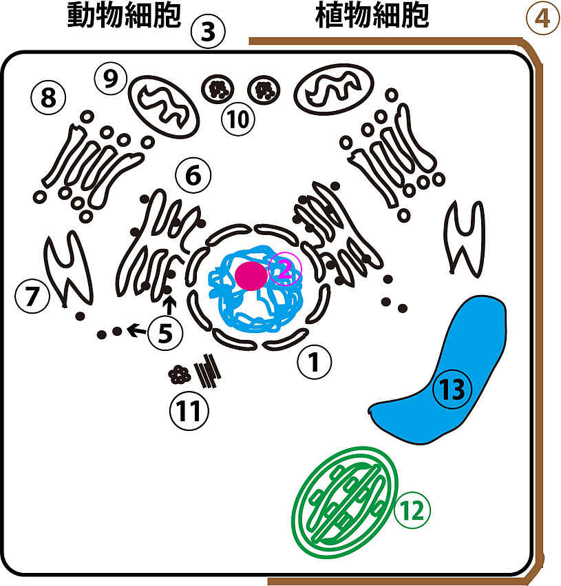 41 7月12日 細胞研究の歴史 真核細胞の構造