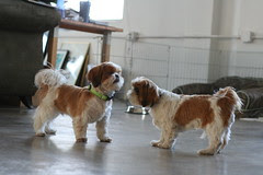 cody and wonton